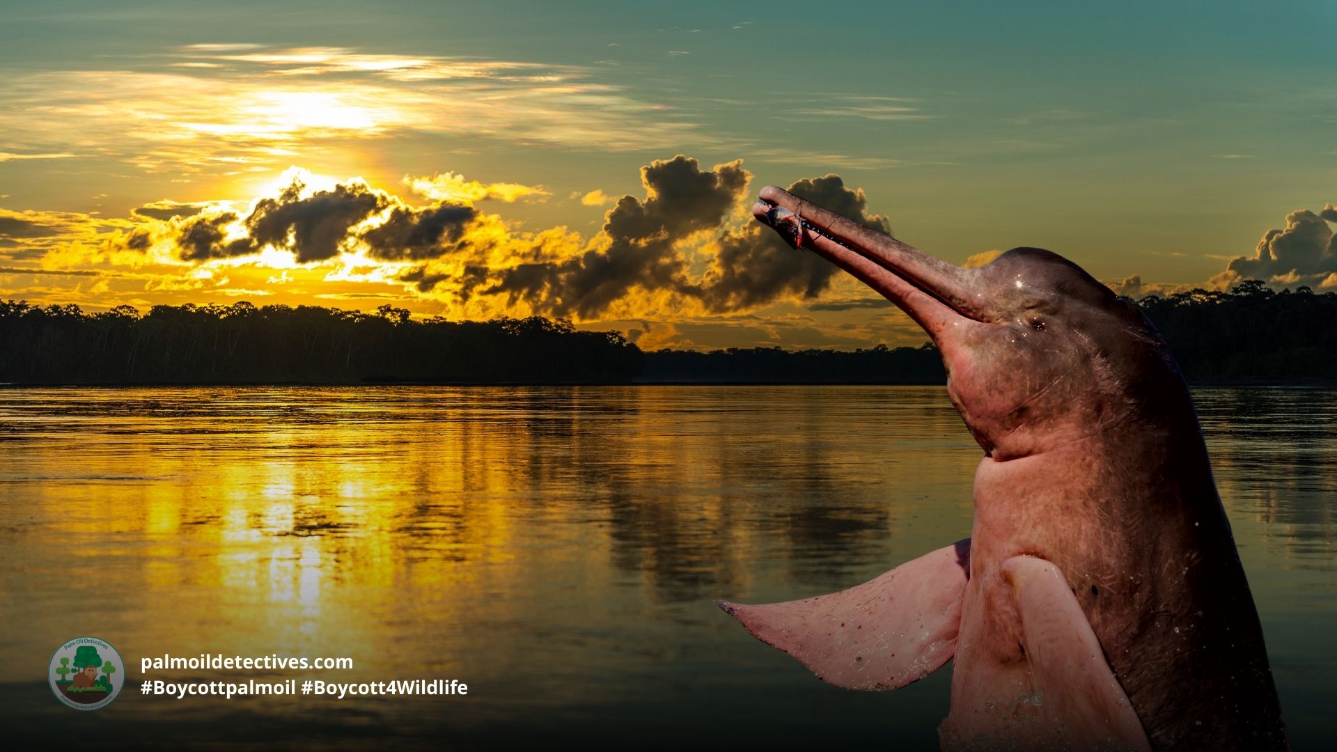 Amazon River Dolphin Inia geoffrensis threatened by palm oil deforestation and mining - #Boycottpalmoil #Boycottmining #Boycott4Wildlife