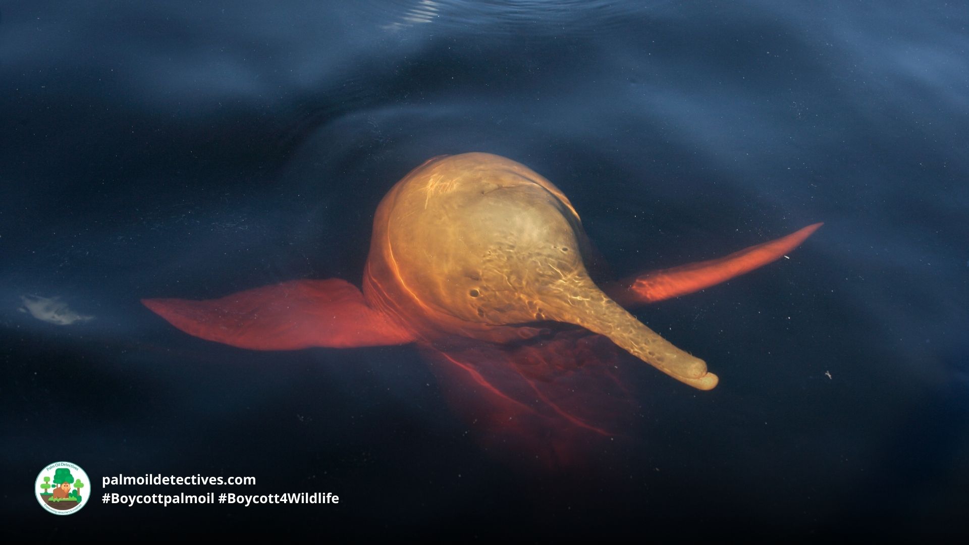 Amazon River Dolphin Inia geoffrensis