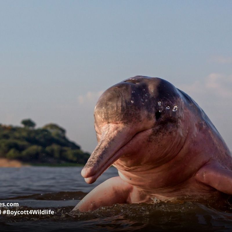 Amazon River Dolphin Inia geoffrensis