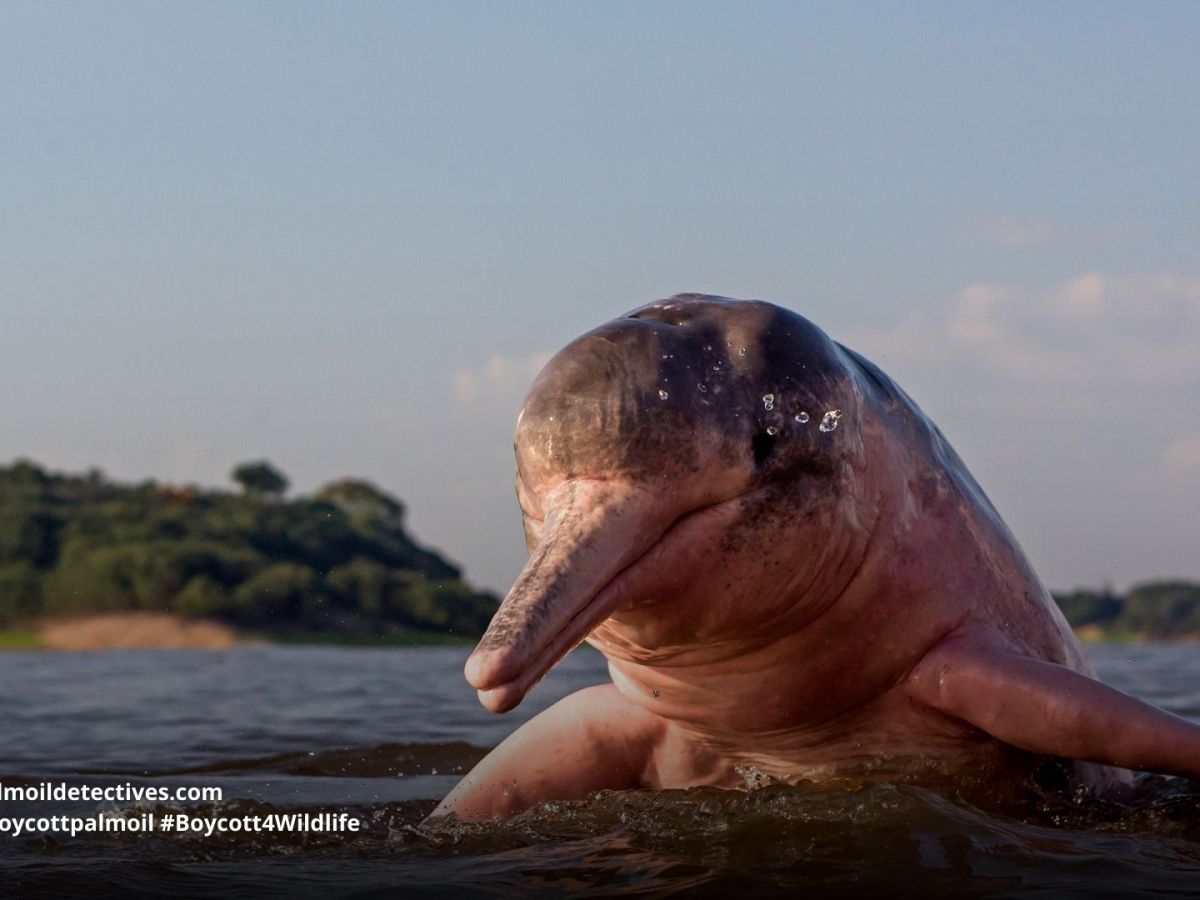 Amazon River Dolphin Inia&nbsp;geoffrensis