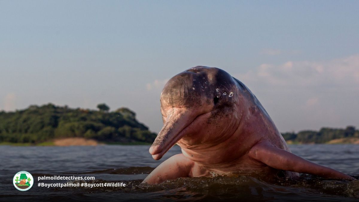 Amazon River Dolphin Inia&nbsp;geoffrensis