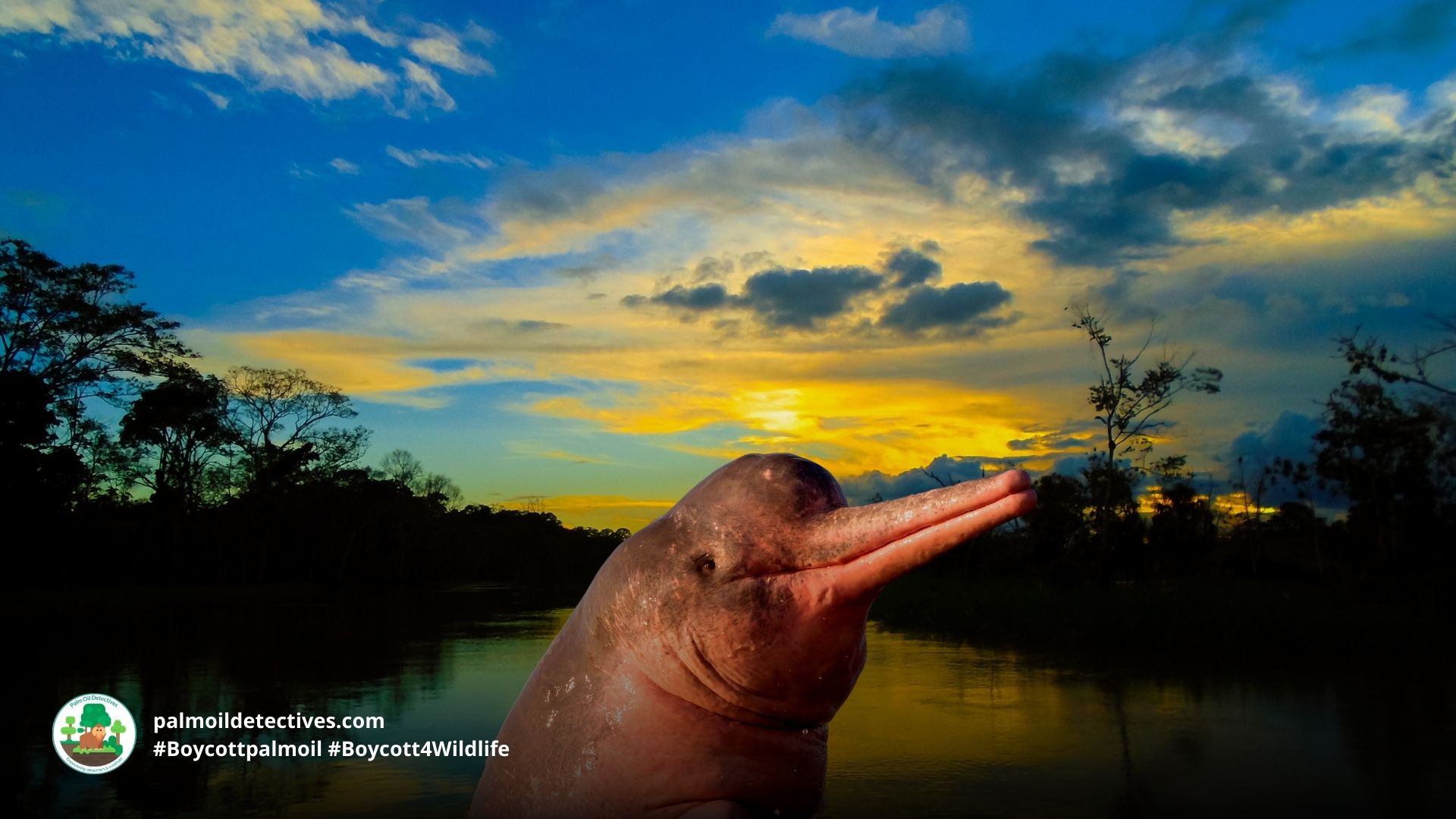 Amazon River Dolphin Inia geoffrensis