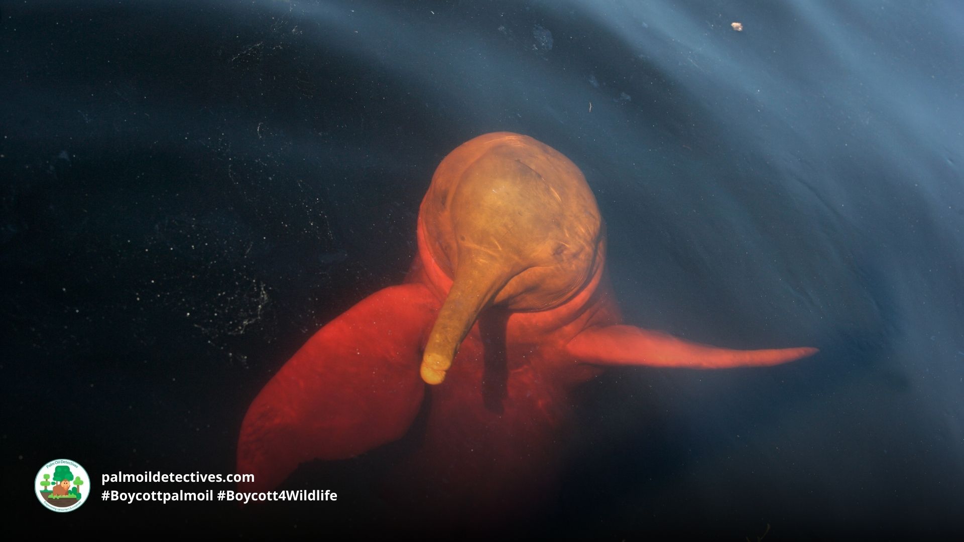 Amazon River Dolphin Inia geoffrensis