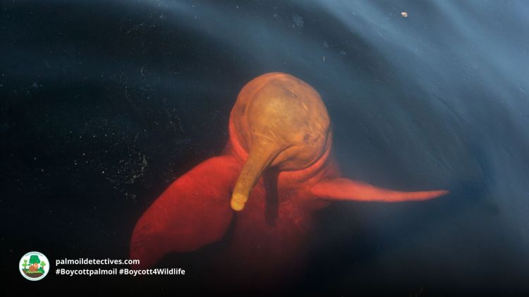 Amazon River Dolphin Inia geoffrensis