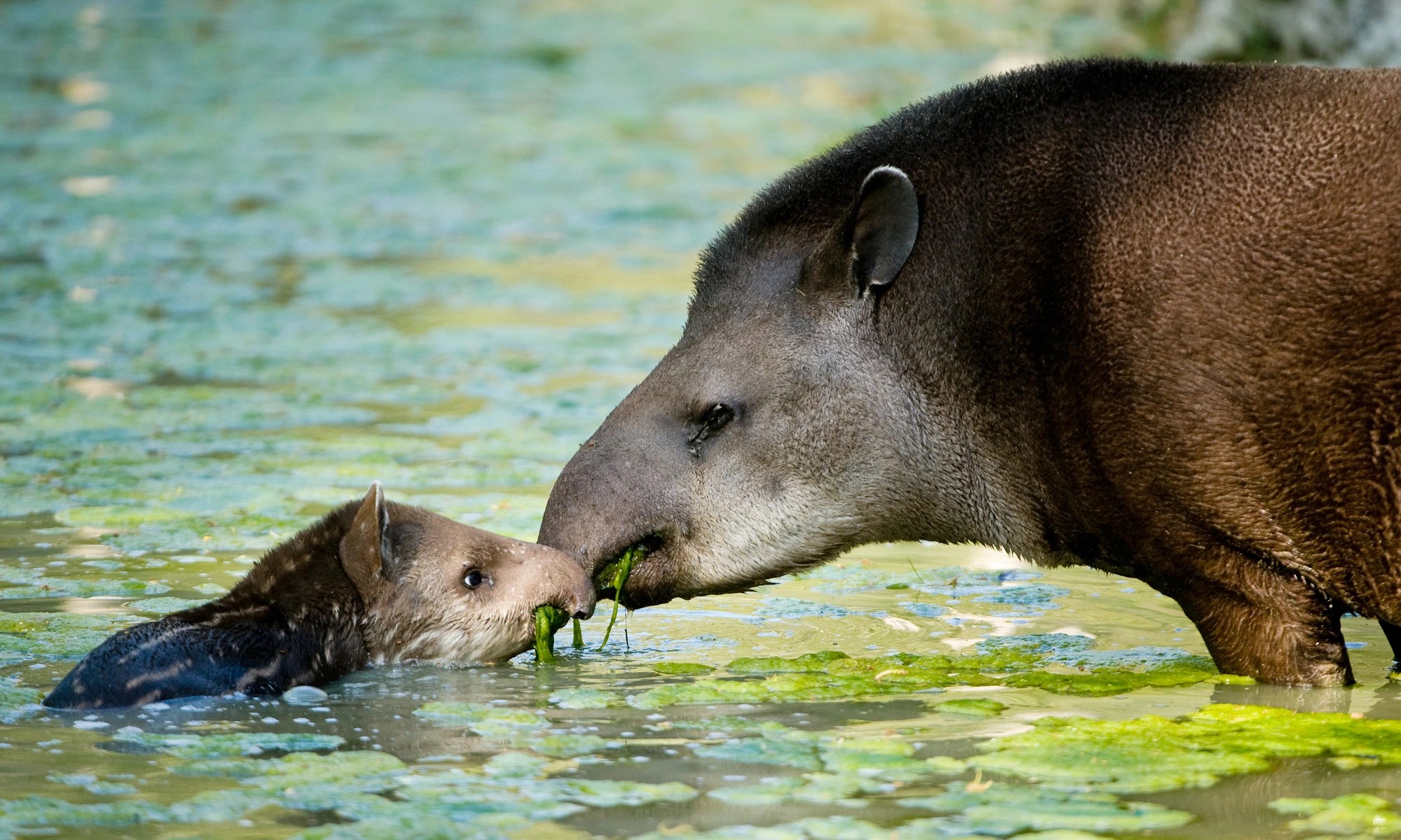 Baby tapir south america