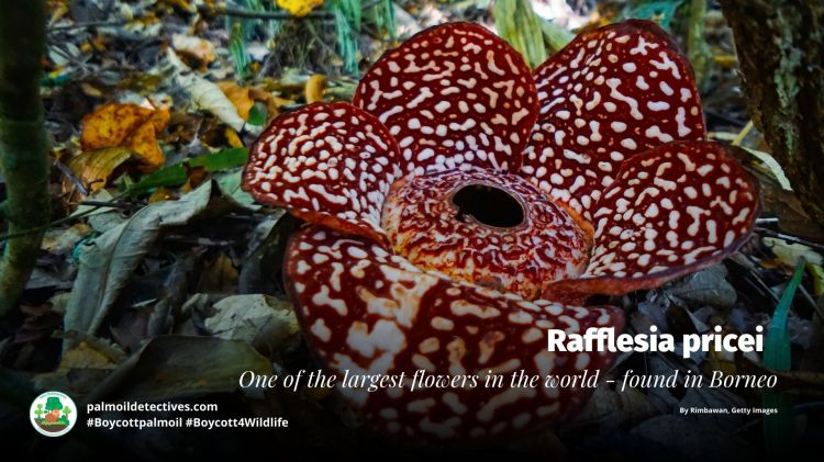 Rafflesia pricei by Rimbawan on Getty Images