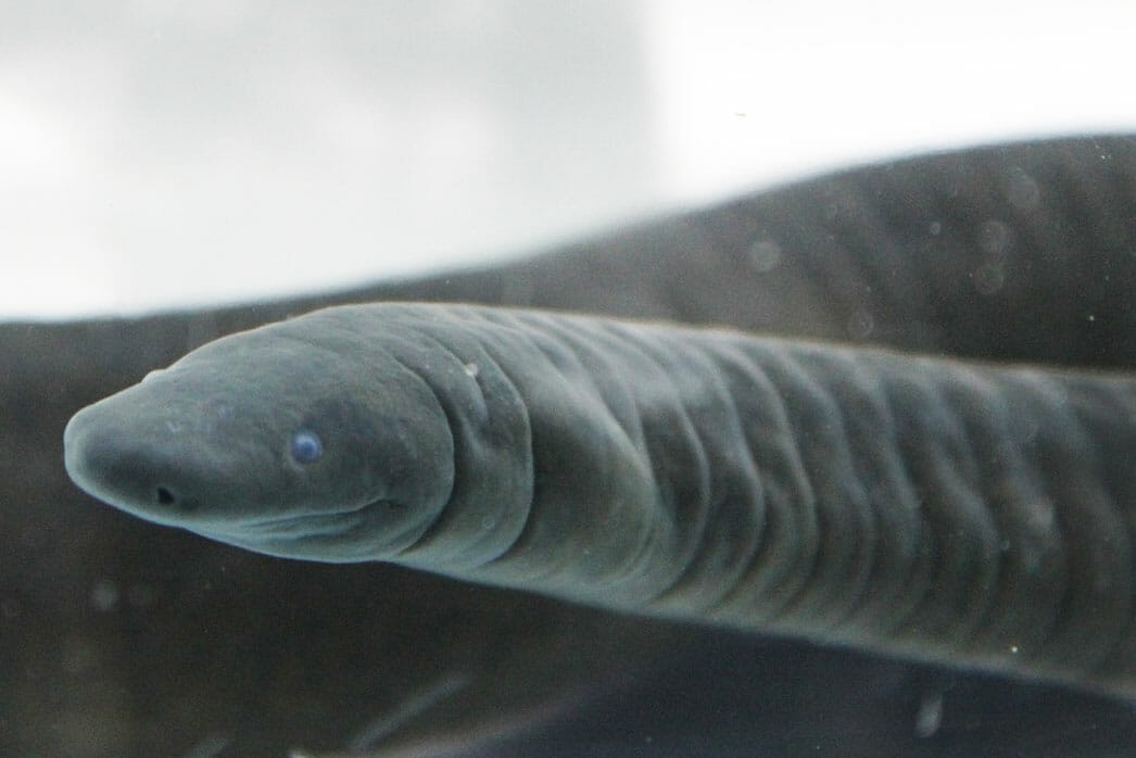 Caecilian