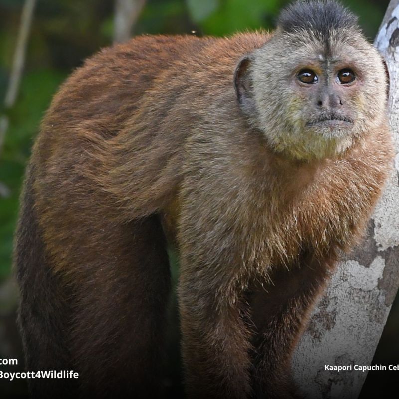 Kaapori Capuchin Cebus&nbsp;kaapori