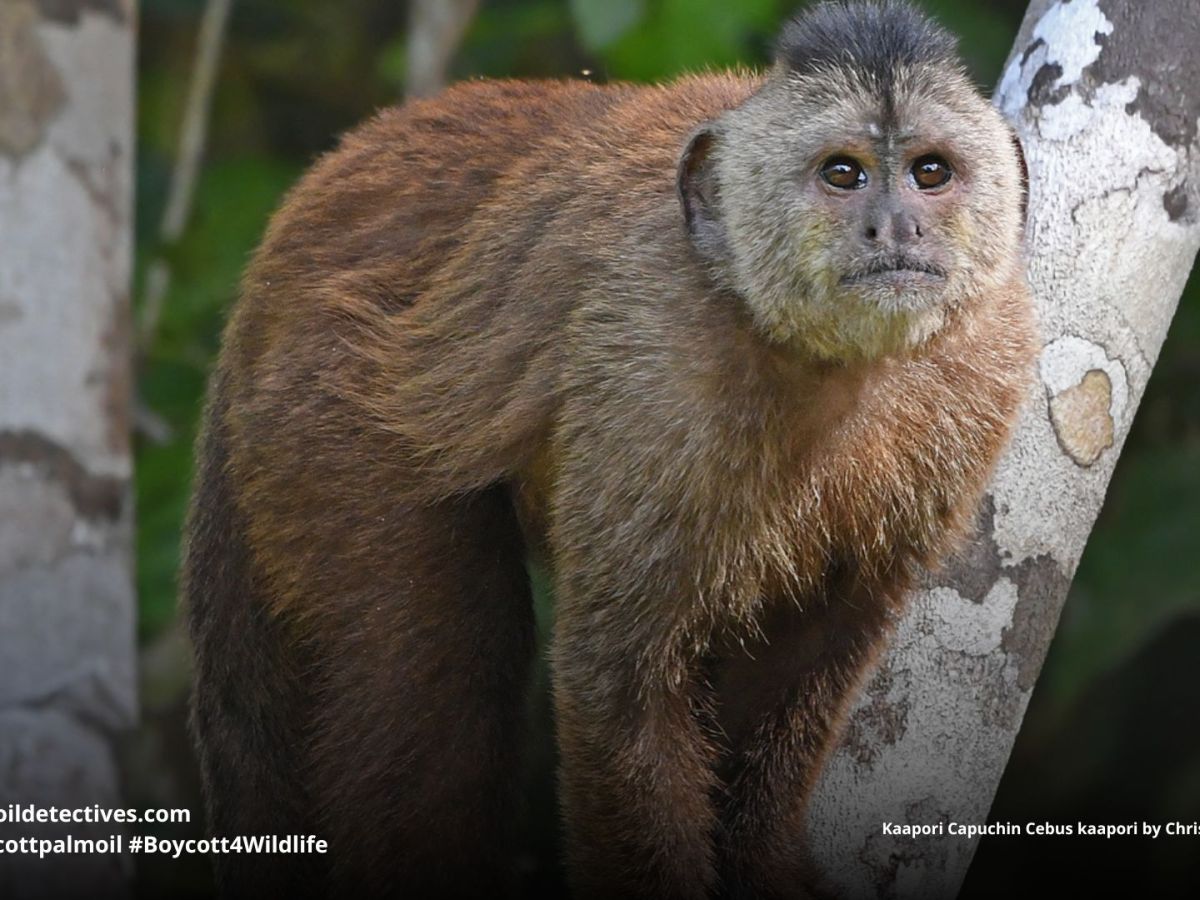 Kaapori Capuchin Cebus&nbsp;kaapori