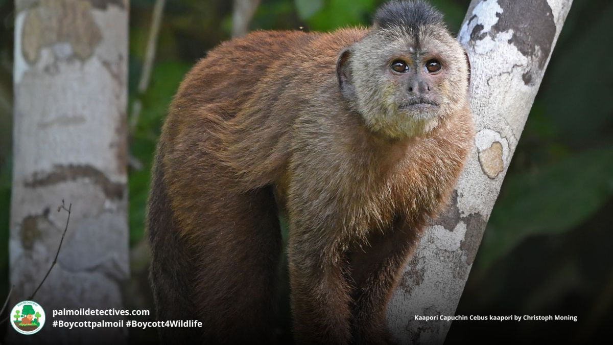 Kaapori Capuchin Cebus&nbsp;kaapori