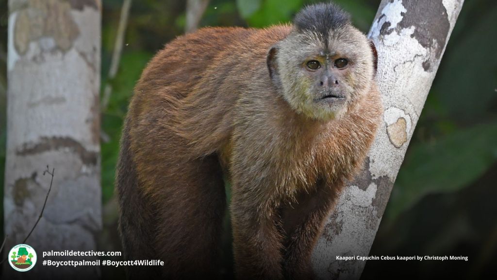 Kaapori Capuchin Cebus kaapori by Christoph Moning