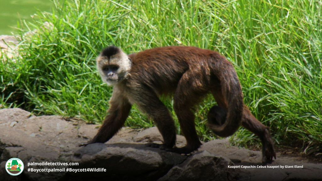 Kaapori Capuchin Cebus kaapori by Giant Eland