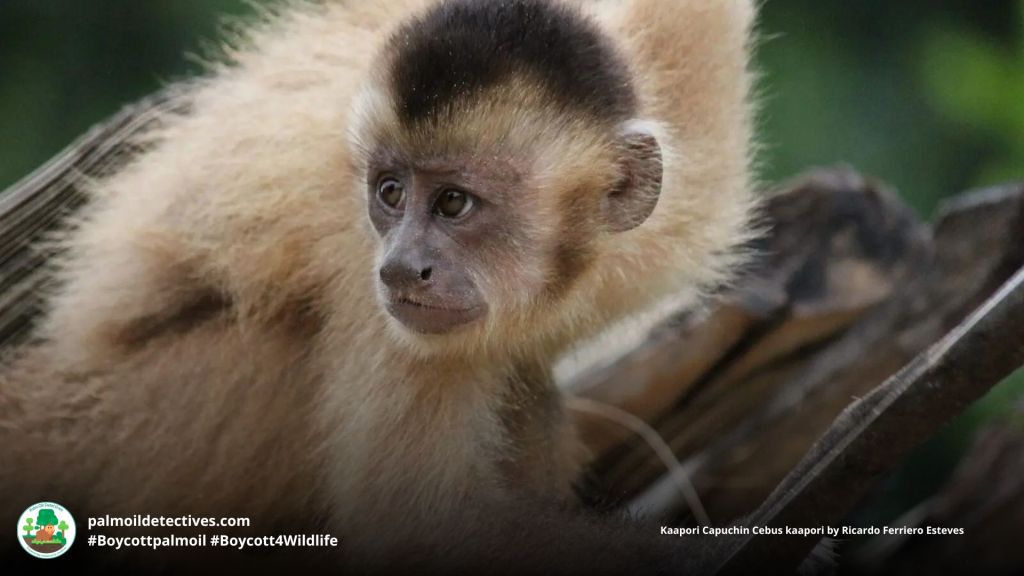 Kaapori Capuchin Cebus kaapori by Ricardo Ferriero Esteves