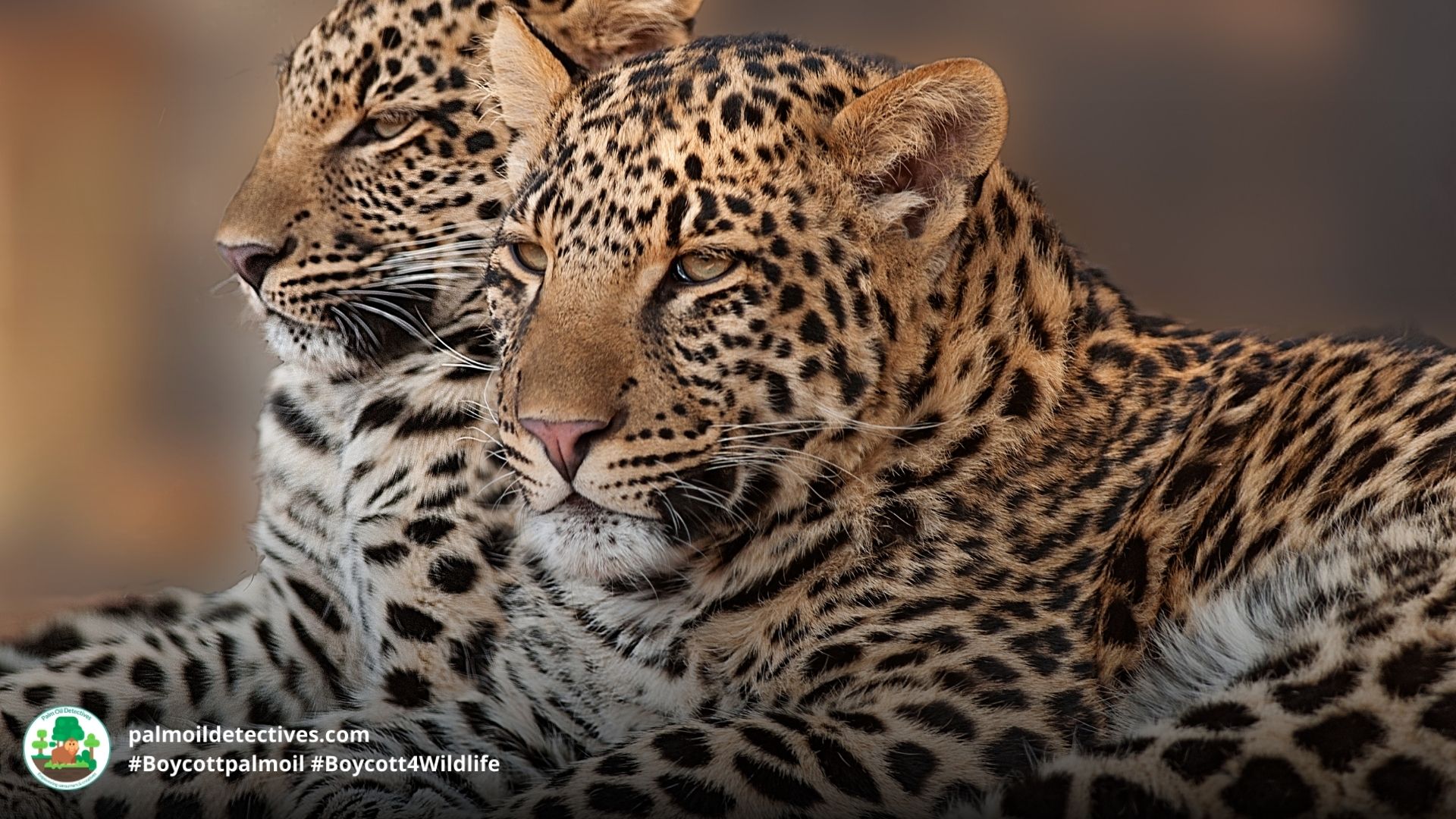 Leopard Panthera pardus
