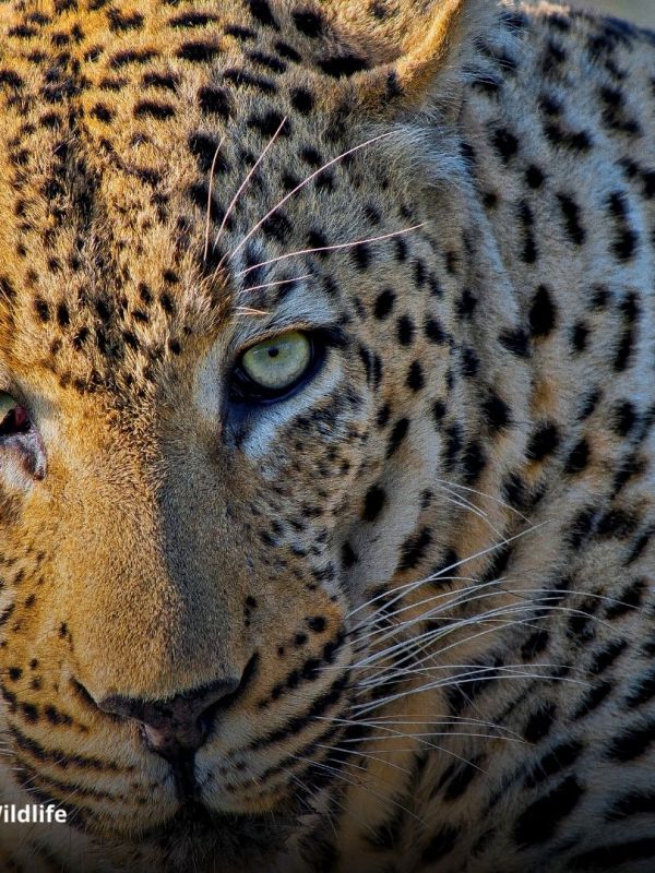 Leopard Panthera pardus