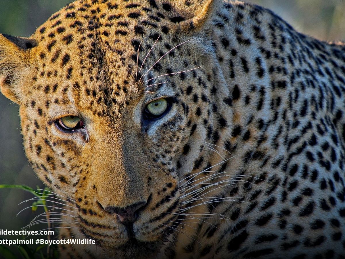 Leopard Panthera pardus