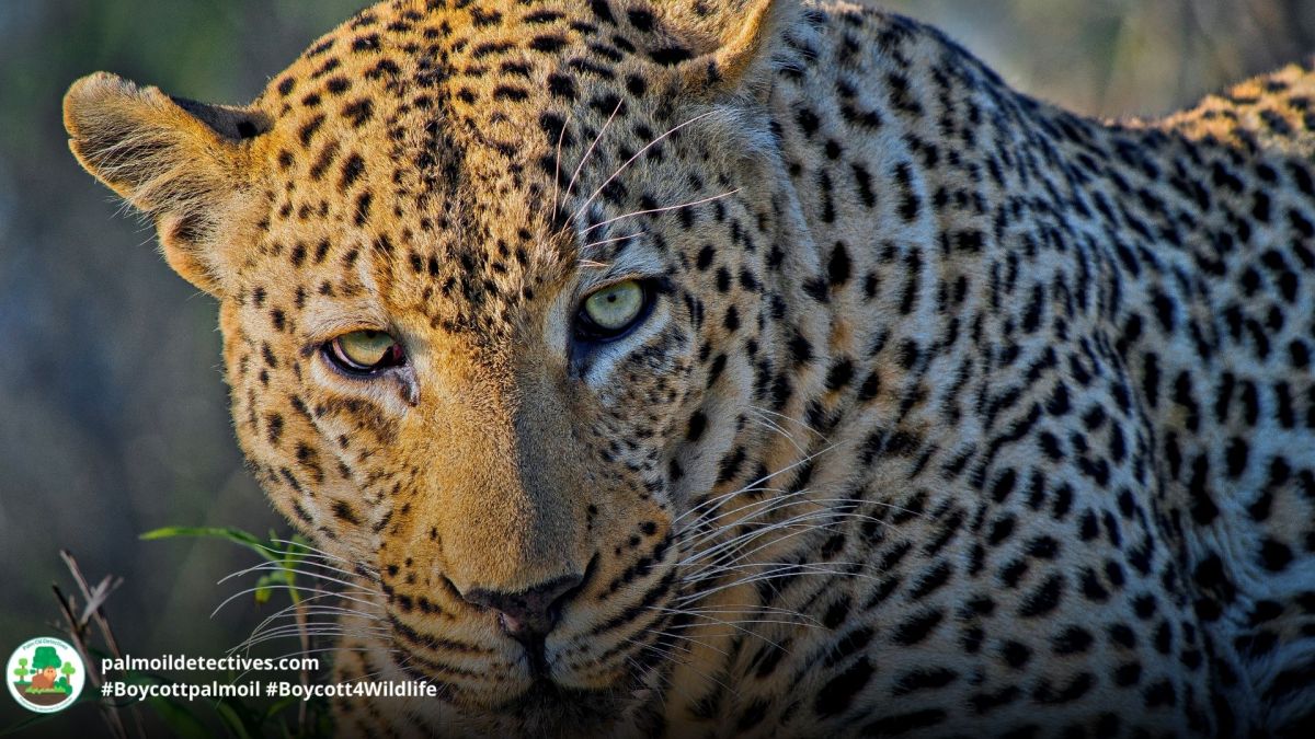 Leopard Panthera pardus