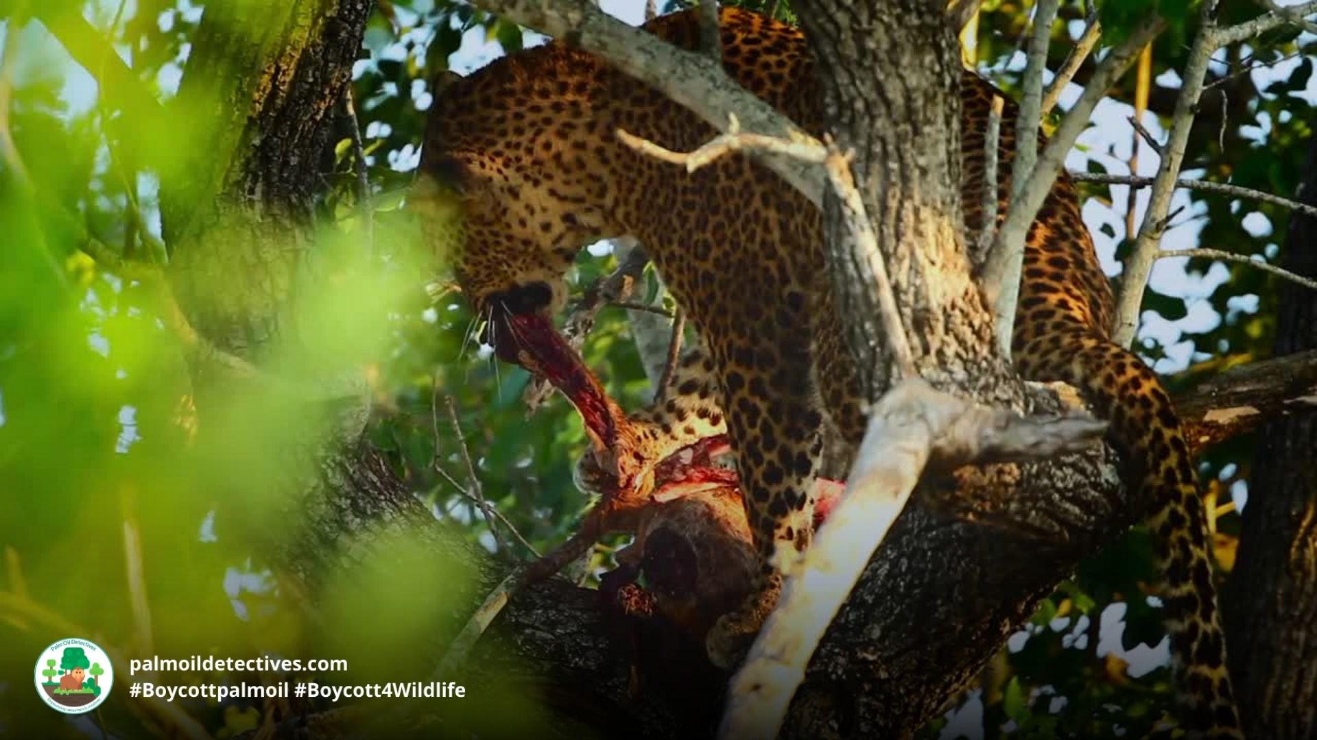 Leopard Panthera pardus