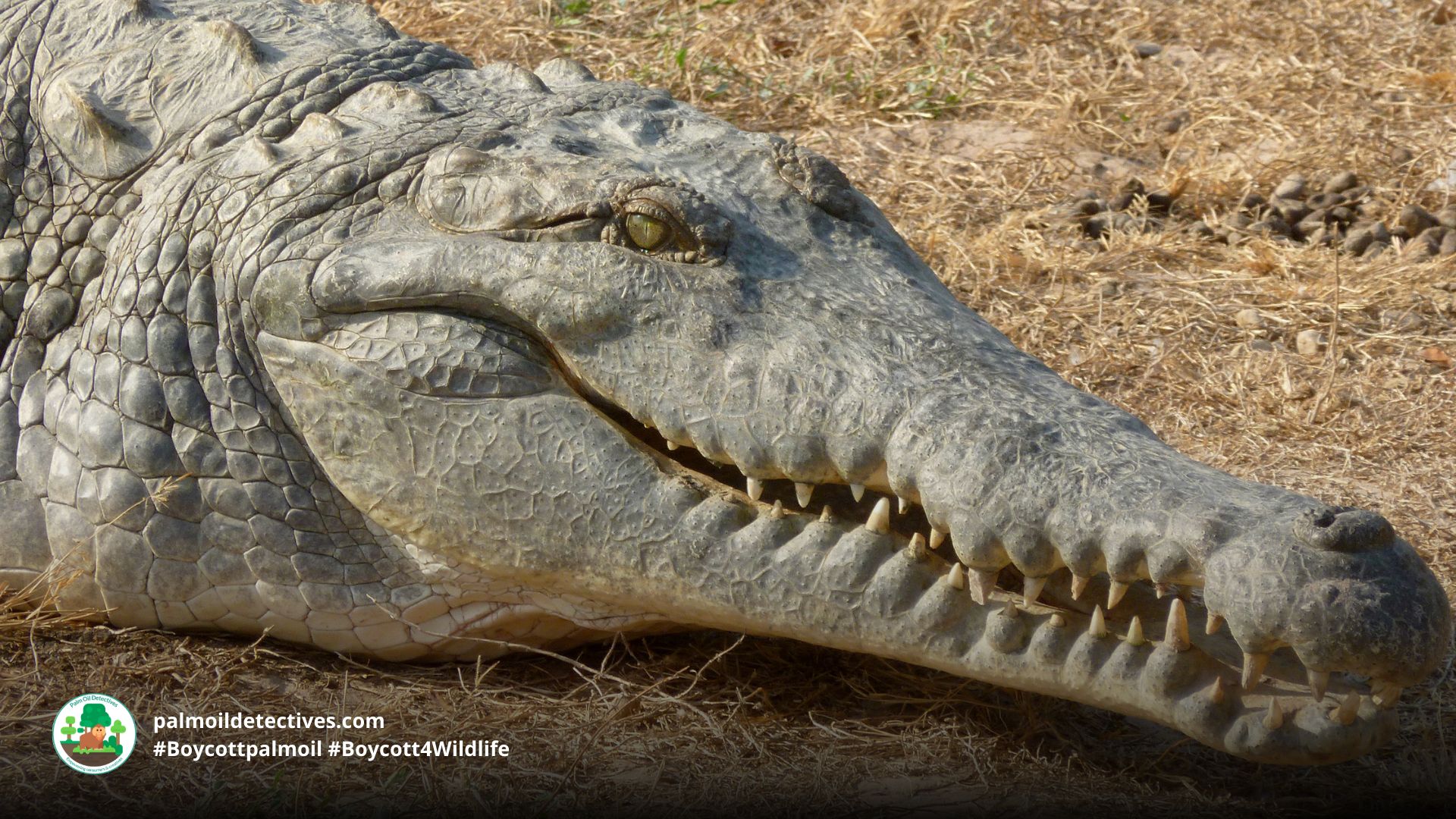 Orinoco Crocodile Crocodylus intermedius