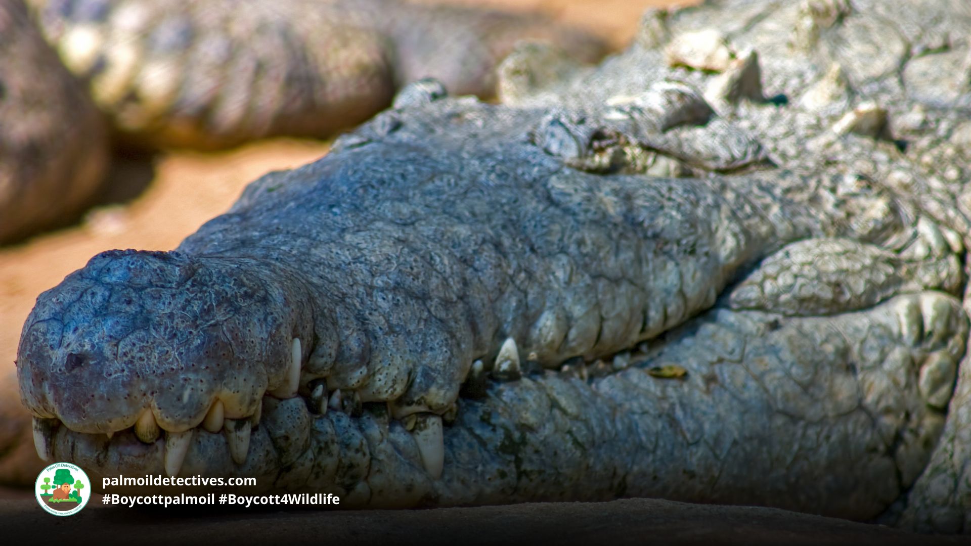 Orinoco Crocodile Crocodylus intermedius