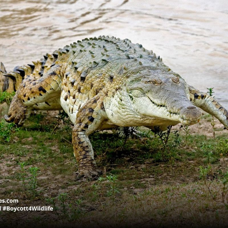 Orinoco Crocodile Crocodylus&nbsp;intermedius