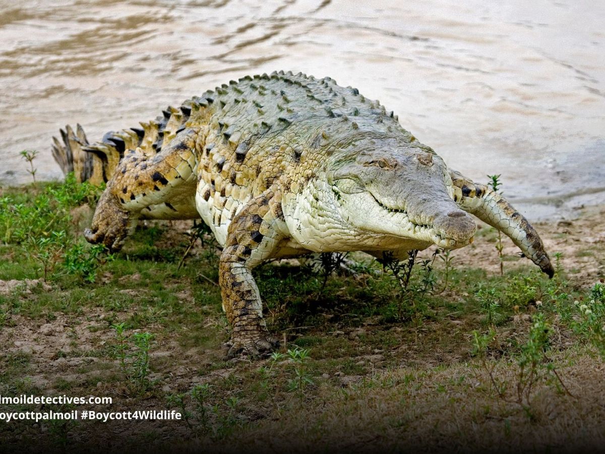 Orinoco Crocodile Crocodylus&nbsp;intermedius