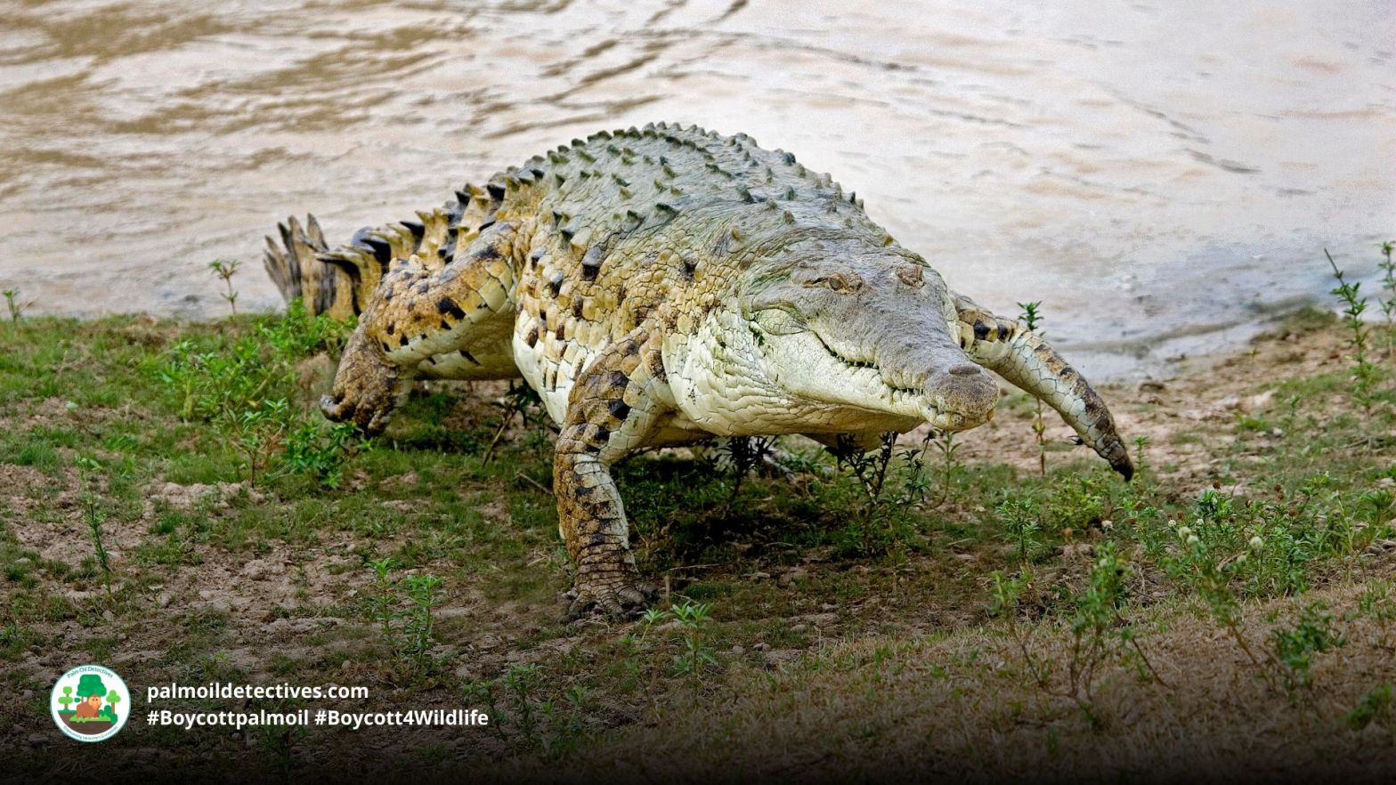 Orinoco Crocodile Crocodylus intermedius