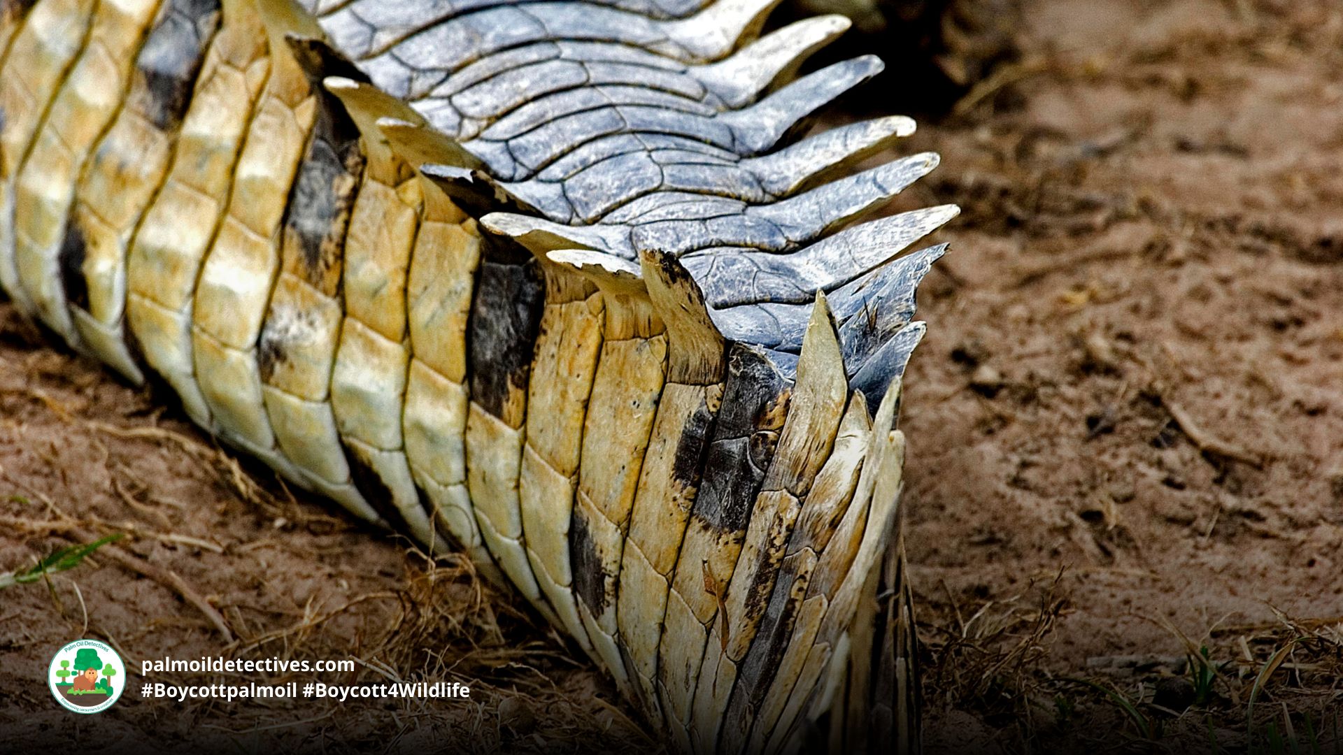 Orinoco Crocodile Crocodylus intermedius