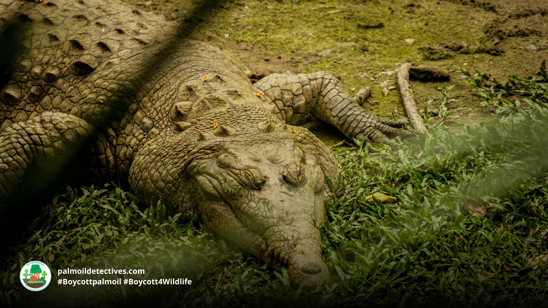 Orinoco Crocodile Crocodylus intermedius