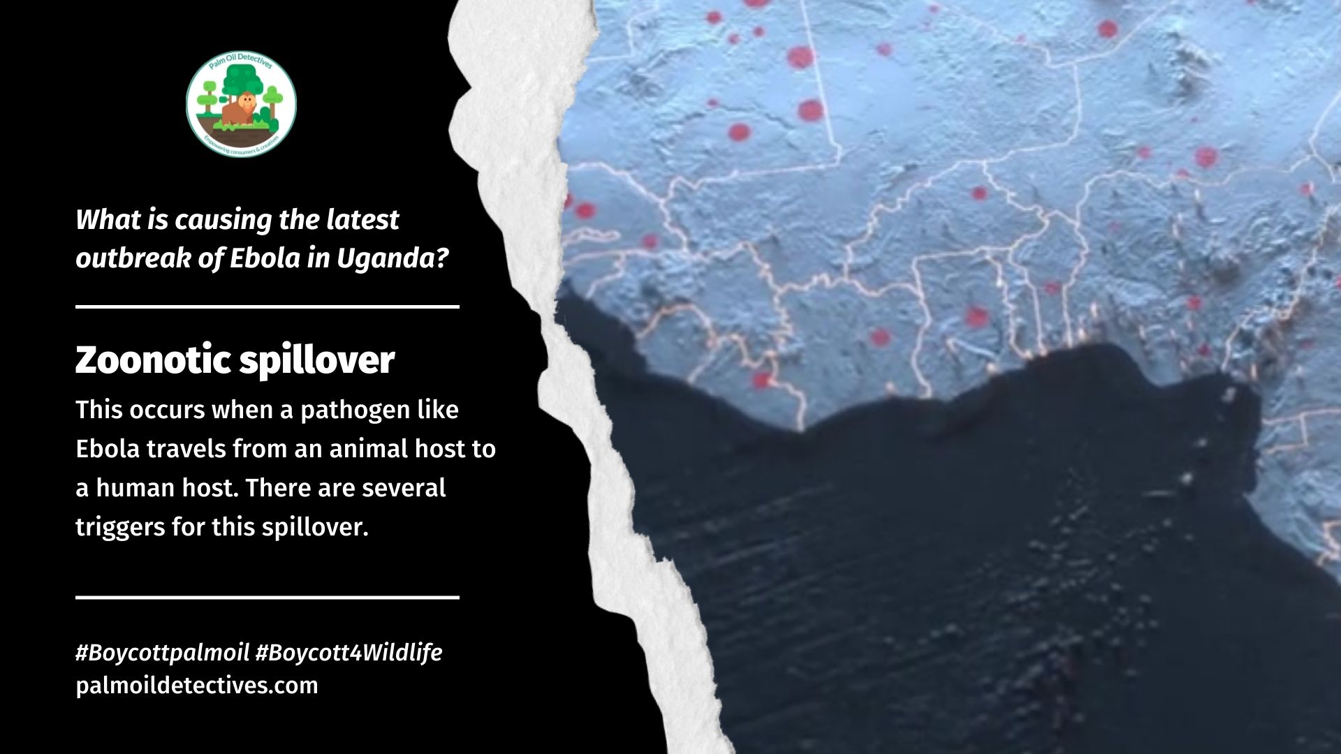 What is causing the latest outbreak of Ebola in Uganda? palm oil, meat and mining deforestation facilitates zoonotic disease spread