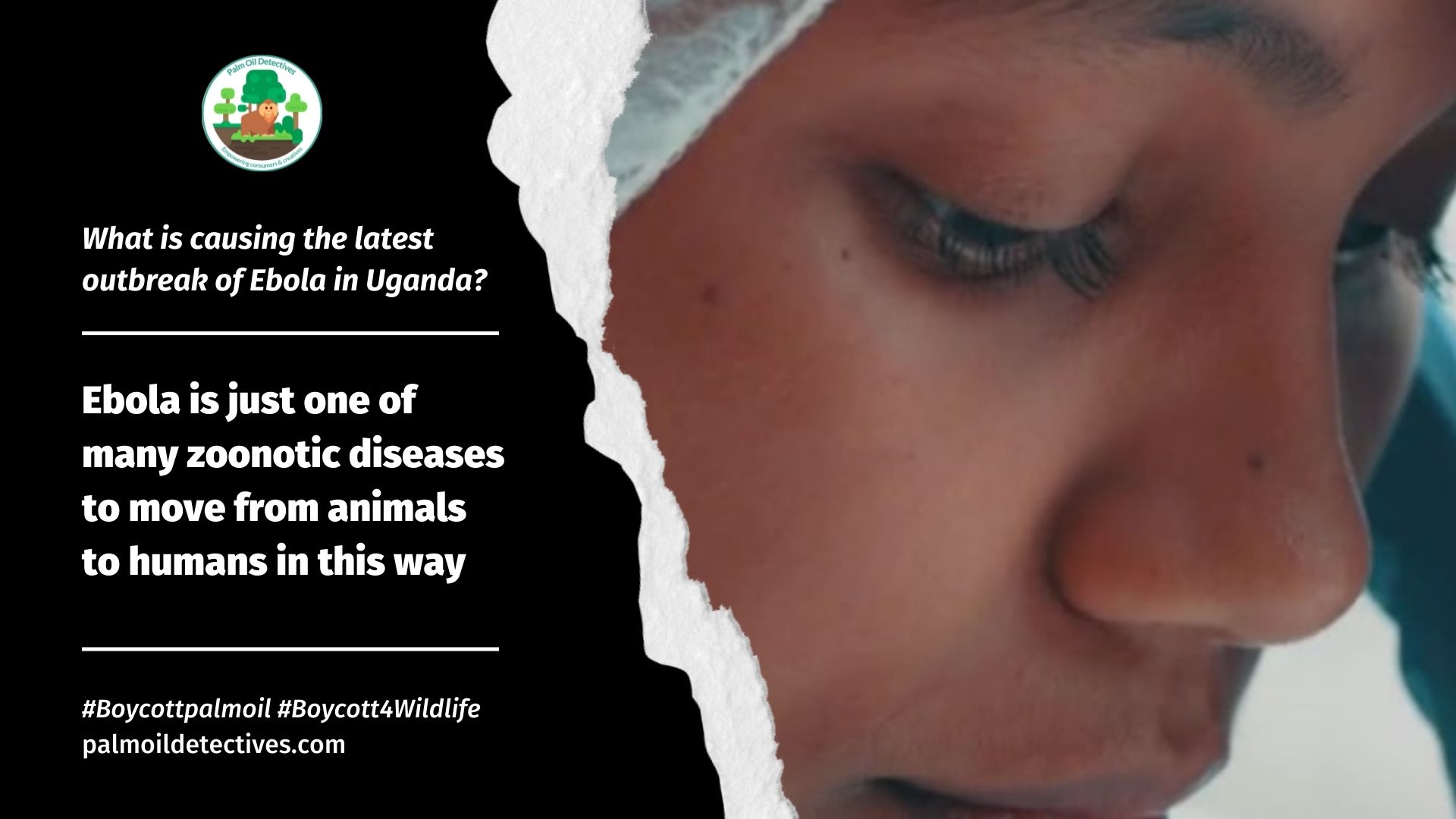 What is causing the latest outbreak of Ebola in Uganda? palm oil, meat and mining deforestation facilitates zoonotic disease spread