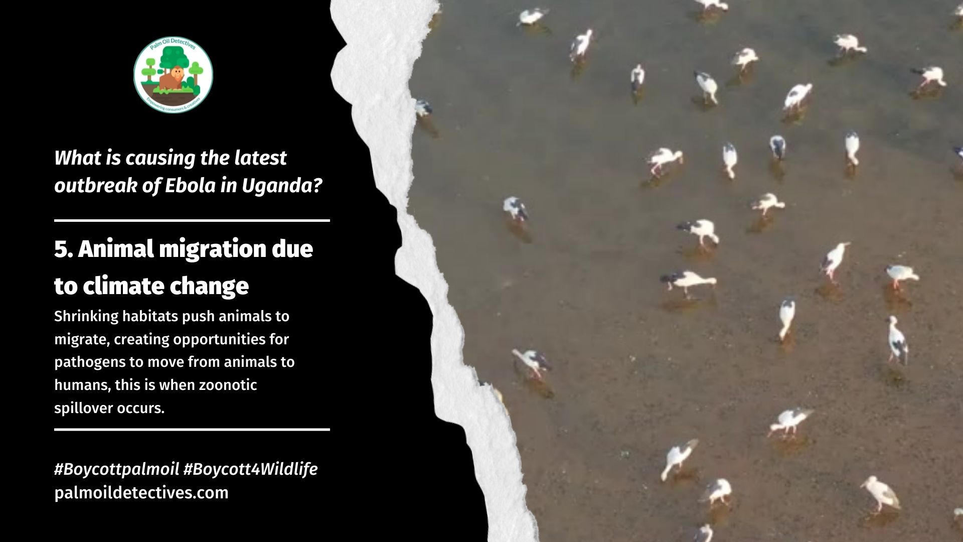 What is causing the latest outbreak of Ebola in Uganda? palm oil, meat and mining deforestation facilitates zoonotic disease spread