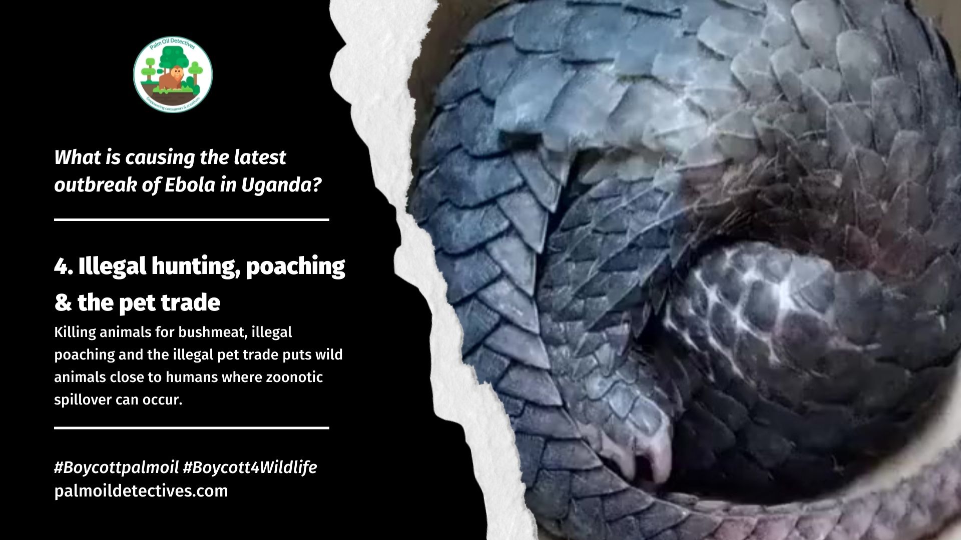 What is causing the latest outbreak of Ebola in Uganda? palm oil, meat and mining deforestation facilitates zoonotic disease spread