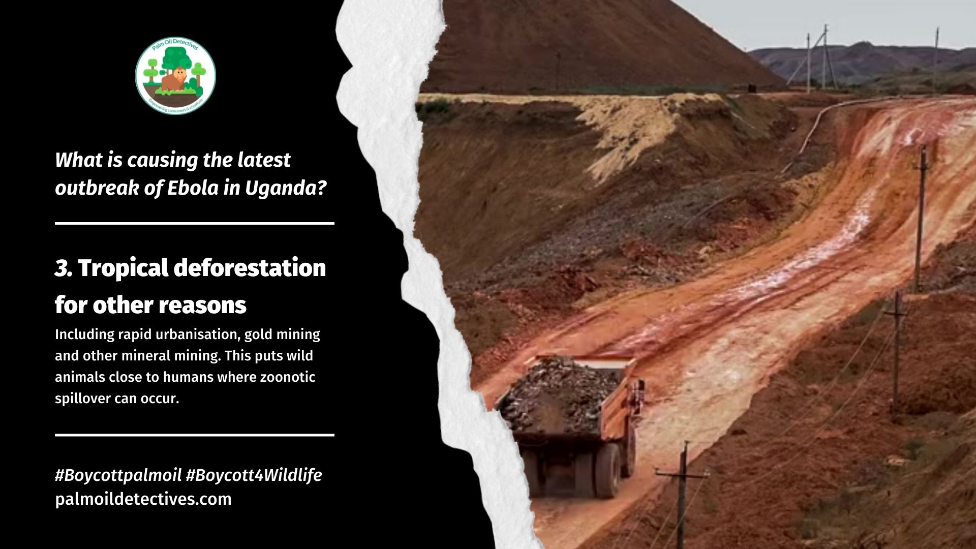 What is causing the latest outbreak of Ebola in Uganda? palm oil, meat and mining deforestation facilitates zoonotic disease spread