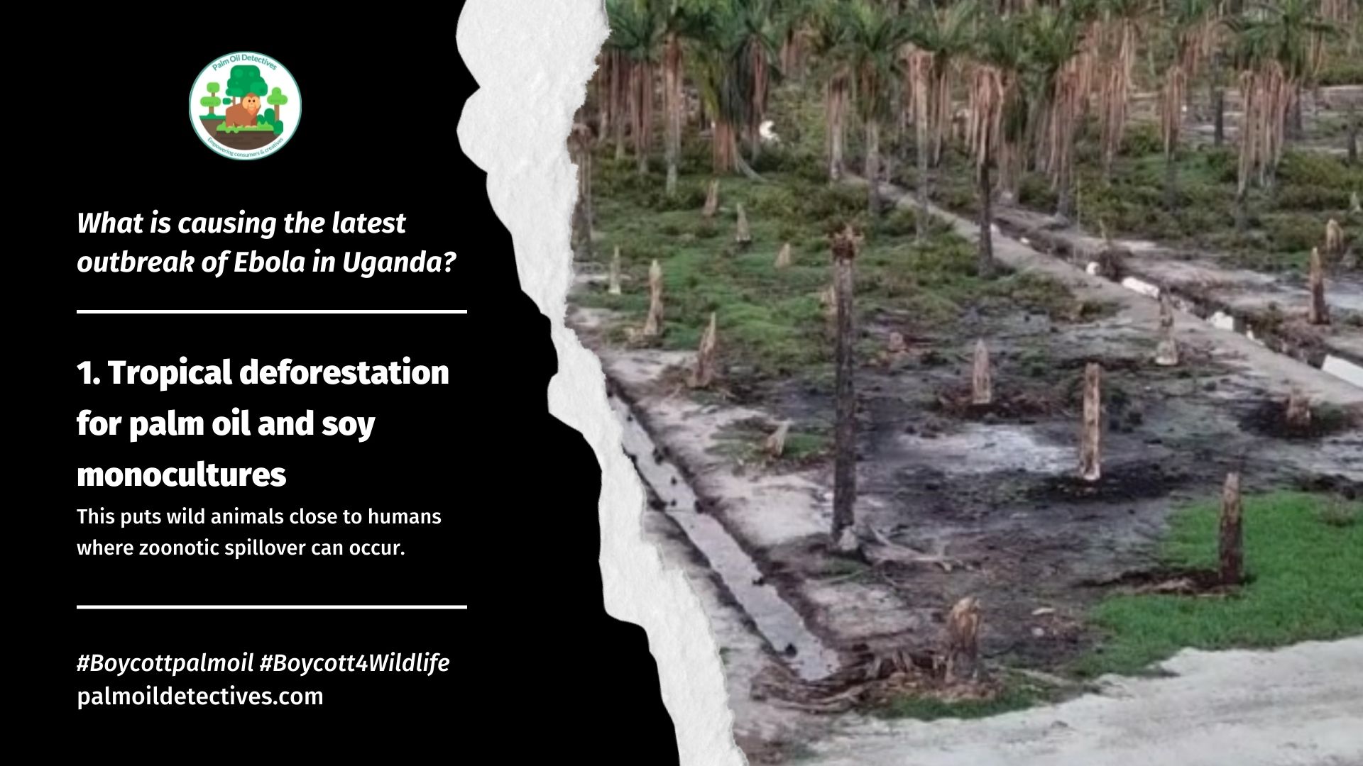 What is causing the latest outbreak of Ebola in Uganda? palm oil, meat and mining deforestation facilitates zoonotic disease spread