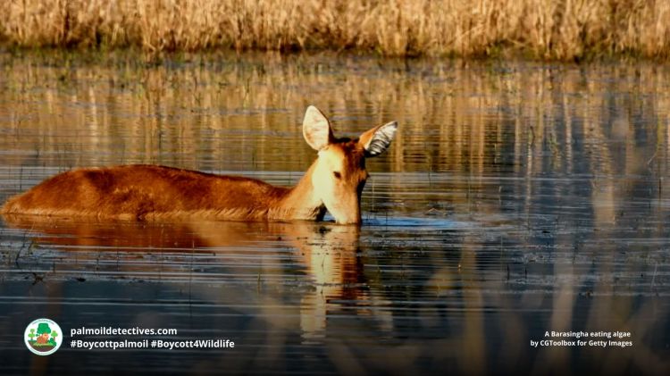 A Barasingha eating algae by CGToolbox for Getty Images
