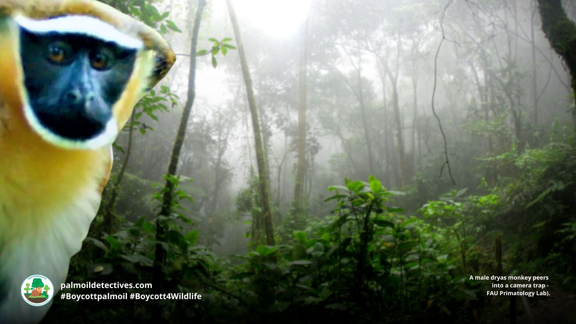A male dryas monkey peers into a camera trap - FAU Primatology Lab).