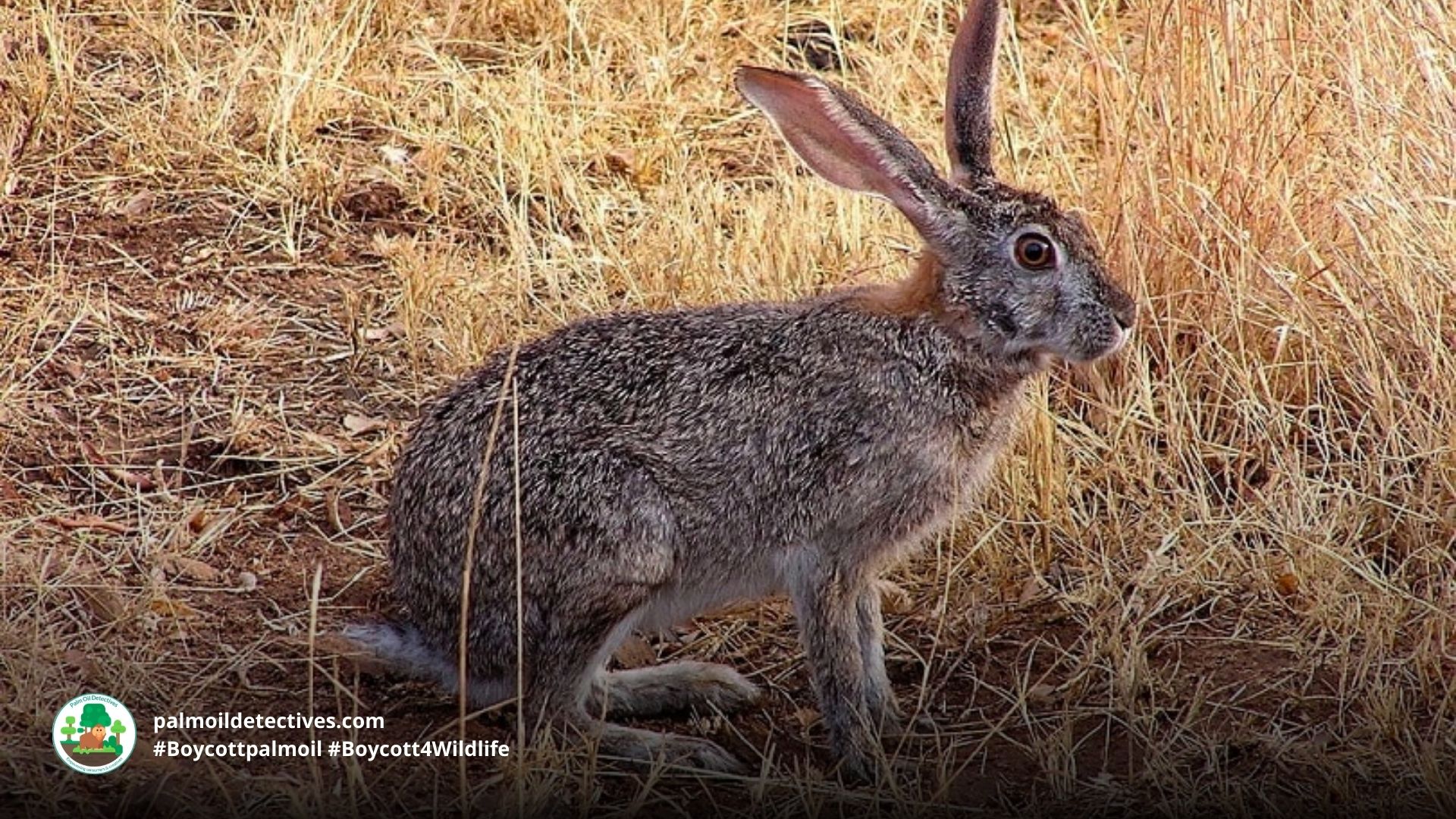 Assam Rabbit (Hispid Hare) Caprolagus hispidus