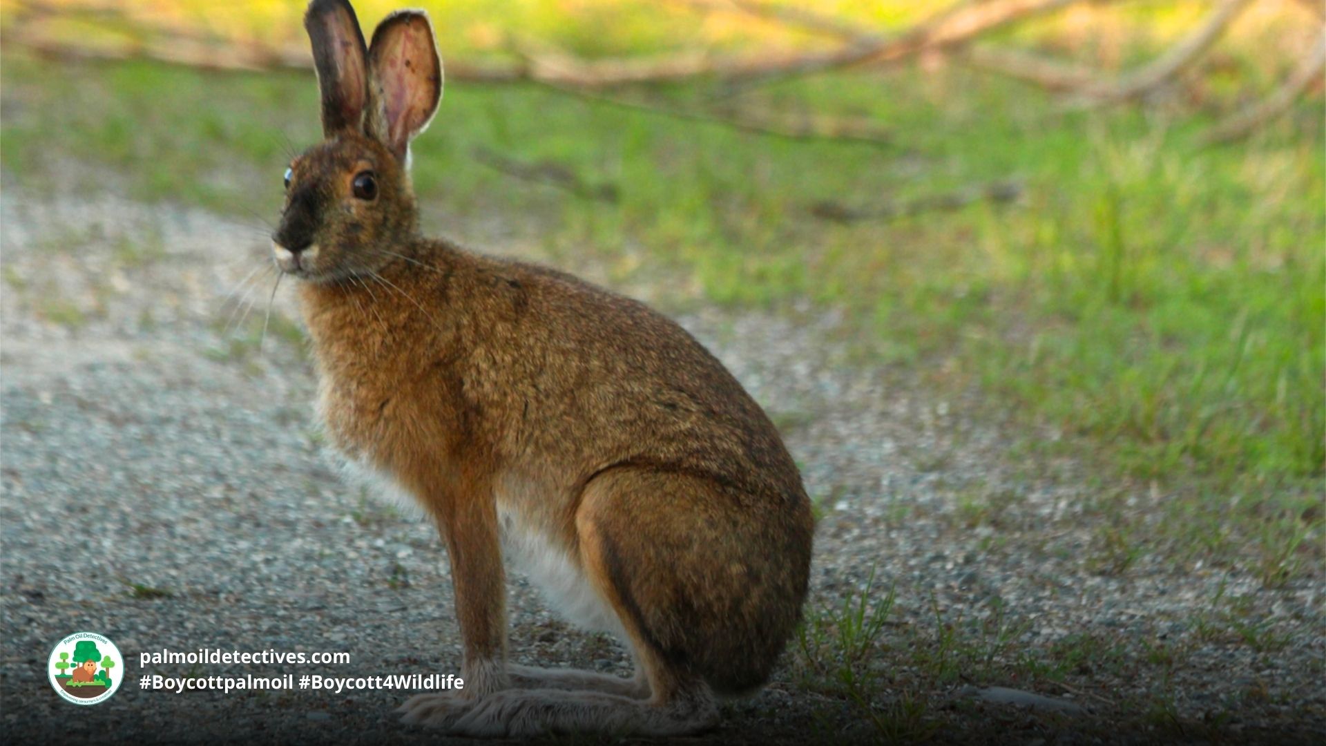 Assam Rabbit (Hispid Hare) Caprolagus hispidus