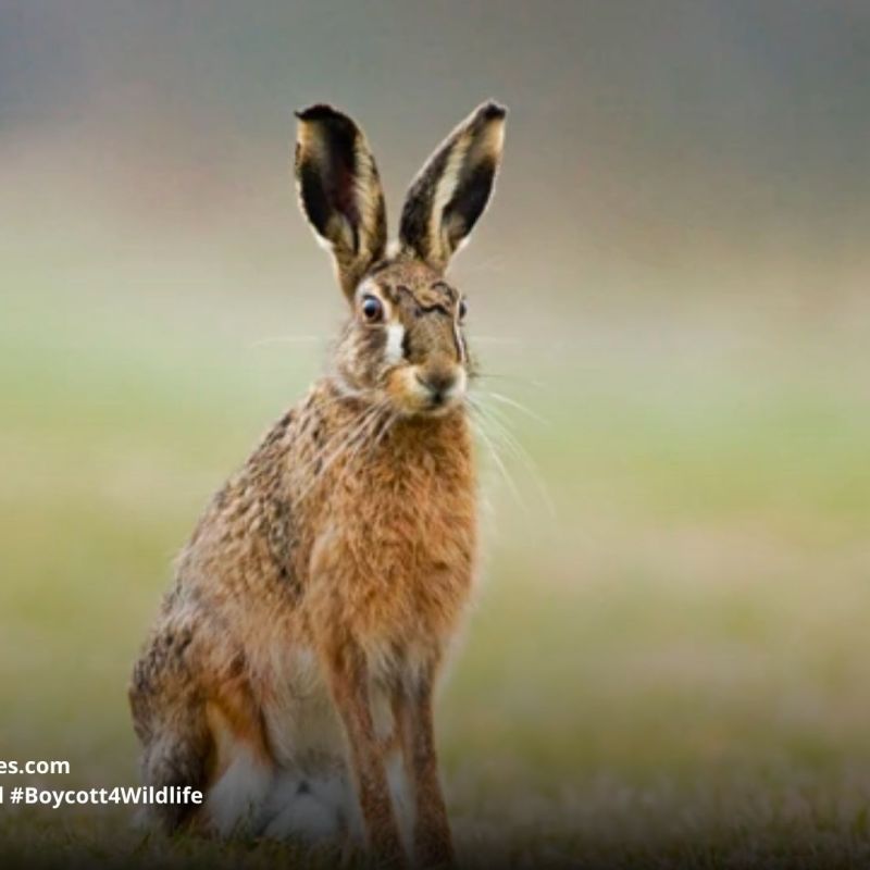 Assam Rabbit (Hispid Hare) Caprolagus&nbsp;hispidus