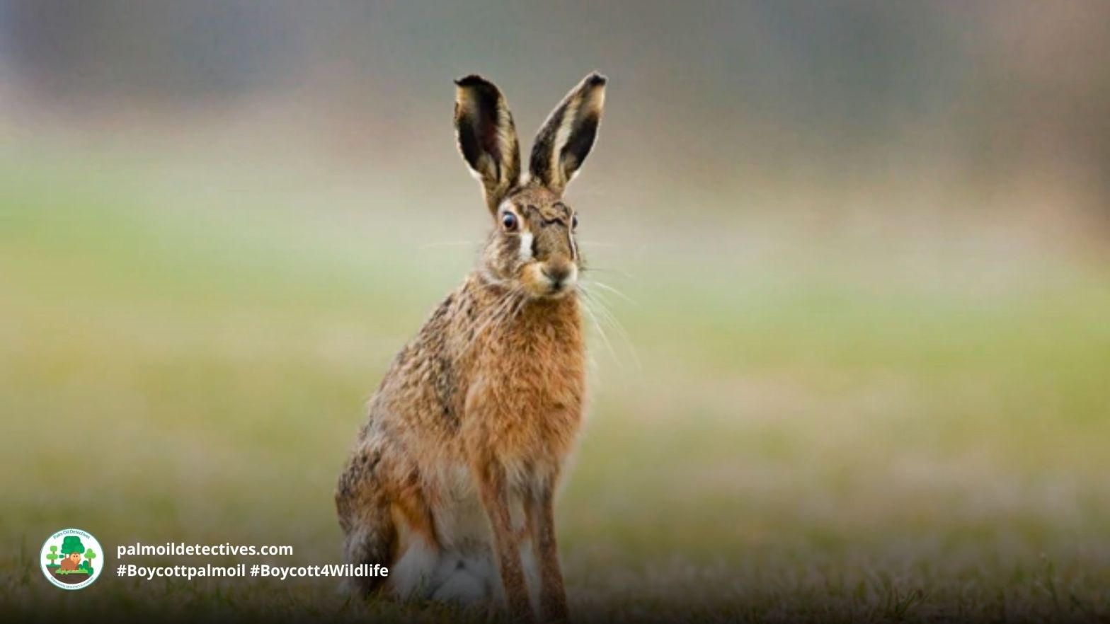 Assam Rabbit (Hispid Hare) Caprolagus hispidus #Boycott4Wildlife
