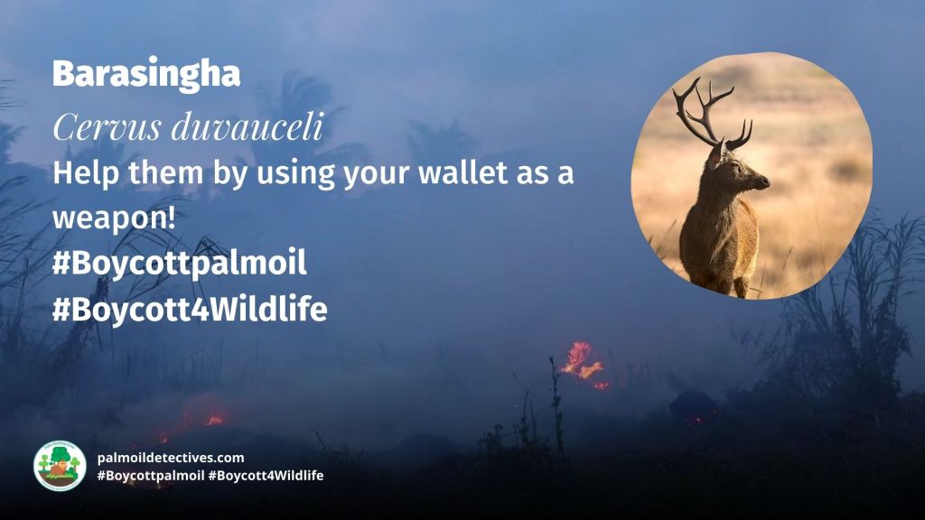 Barasingha Cervus duvauceli - India - Asia - #Boycott4Wildlife