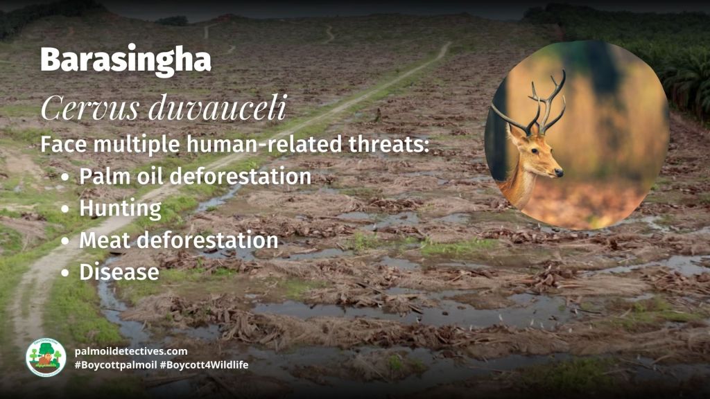 Barasingha Cervus duvauceli - India - Asia - threats