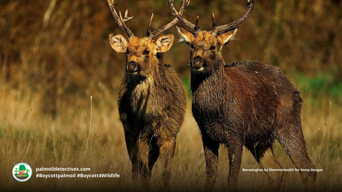 Barasingha Cervus duvauceli