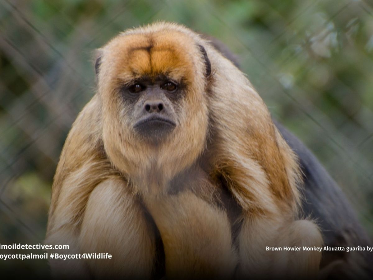 Brown Howler Monkey Alouatta&nbsp;guariba