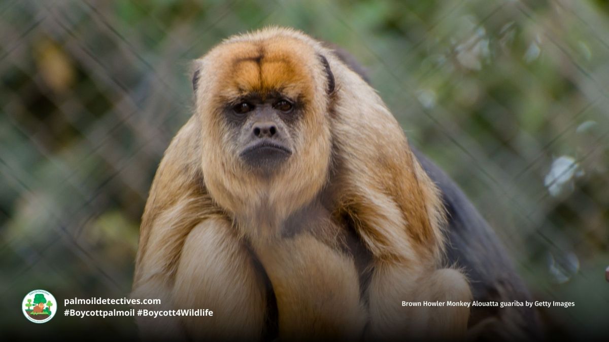 Brown Howler Monkey Alouatta&nbsp;guariba