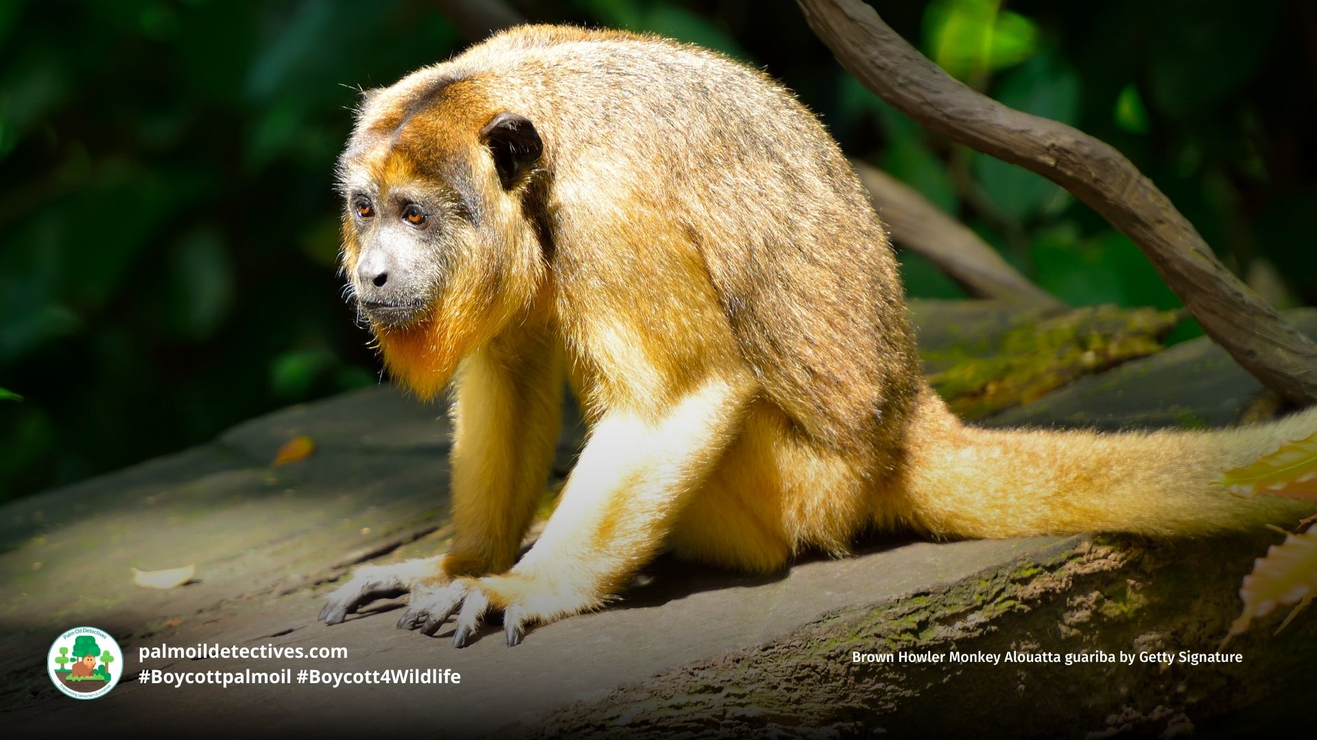 Brown Howler Monkey Alouatta guariba - South America