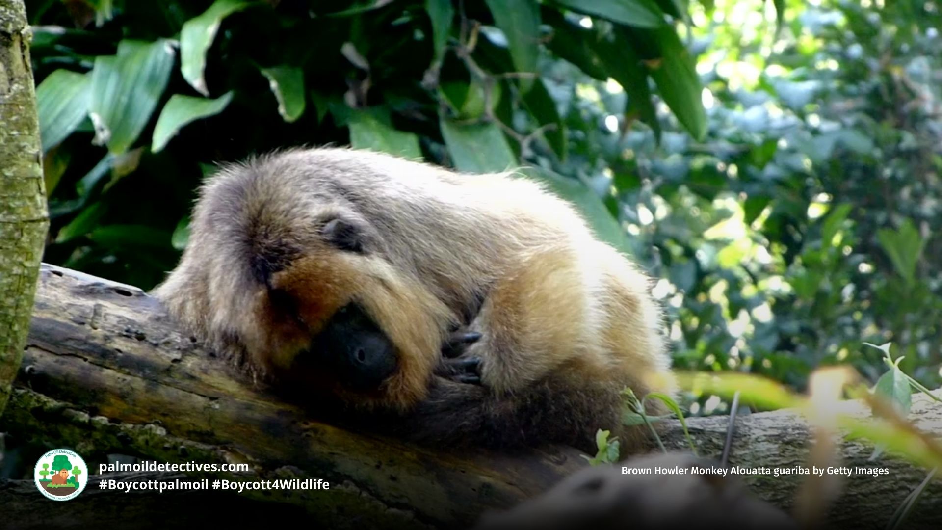 Brown Howler Monkey Alouatta guariba - South America