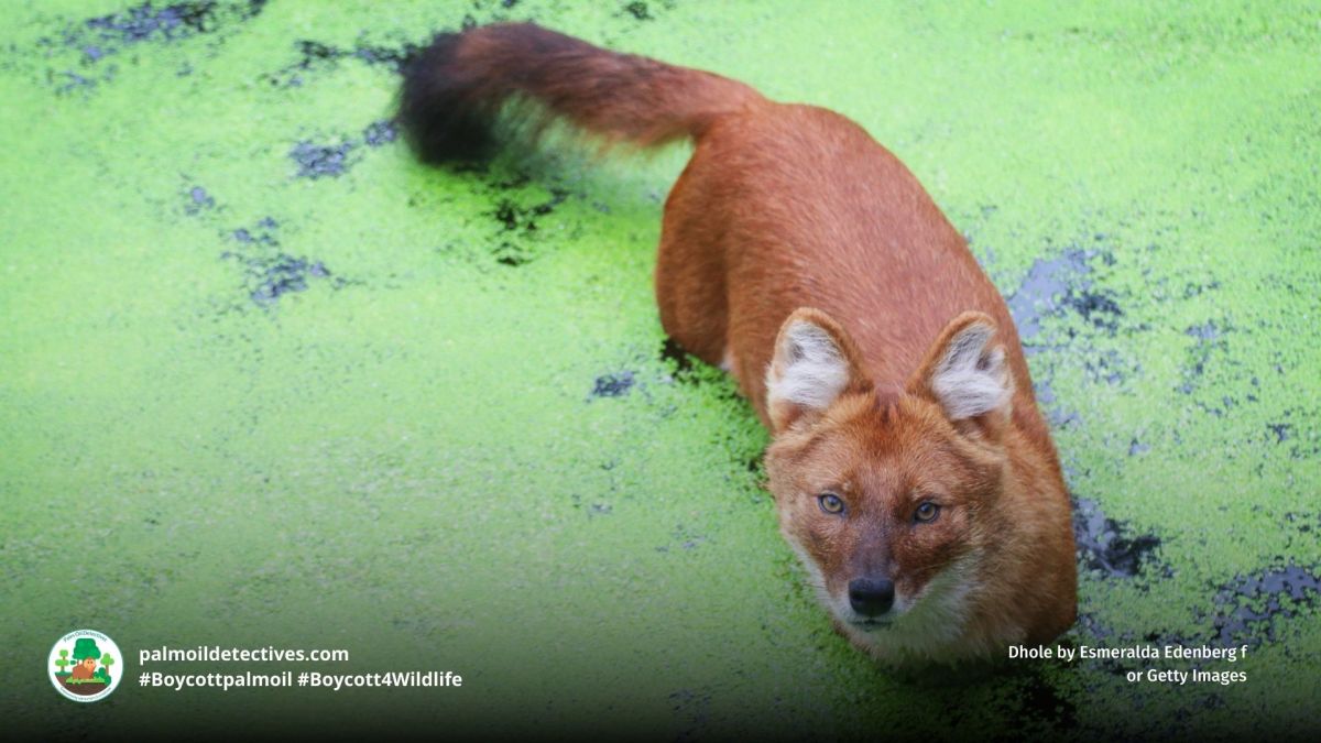 Dhole Canis Cuon&nbsp;alpinus
