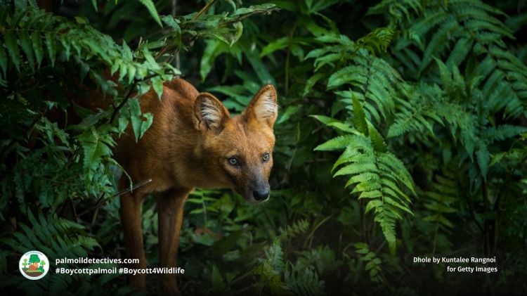 Dhole by Kuntalee Rangnoi for Getty Images